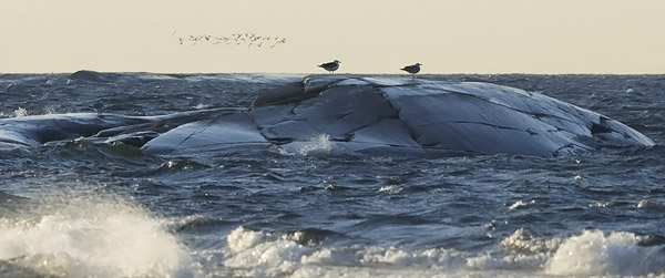 Merilokki, Great Black-backed Gull, Larus marinus